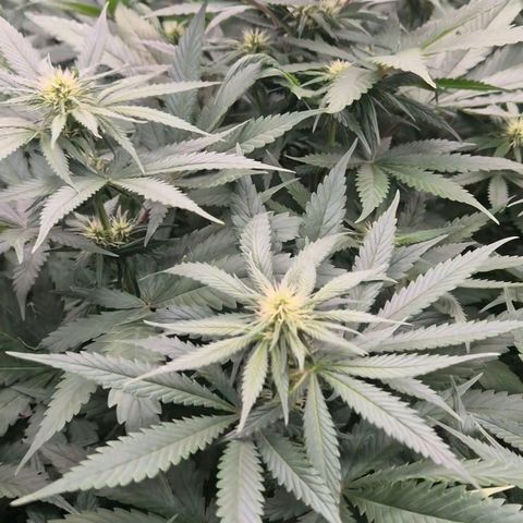 Bruci 🥰 - Bruce banner FEM - GNOMES SEEDS growlog photo: 👏🤩❤️