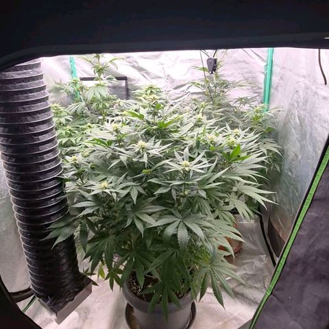 Bruci 🥰 - Bruce banner FEM - GNOMES SEEDS growlog photo: 👏🤩❤️