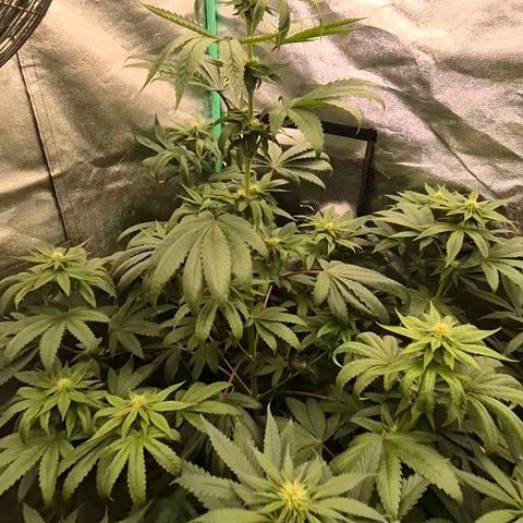 Tangerine dream ❤️ growlog photo: Hinten links.