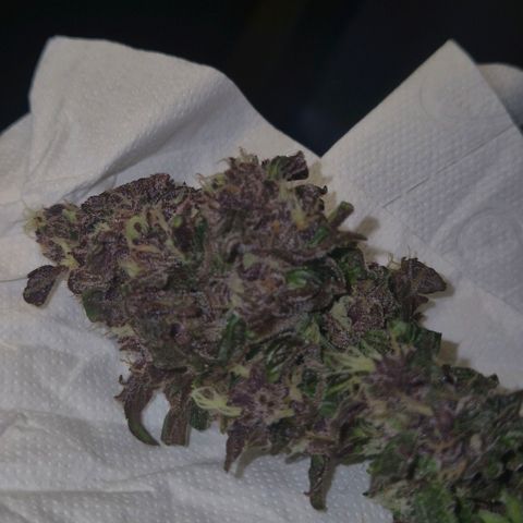 GMO COOKIES auto/zamnesia  growlog timeline photo