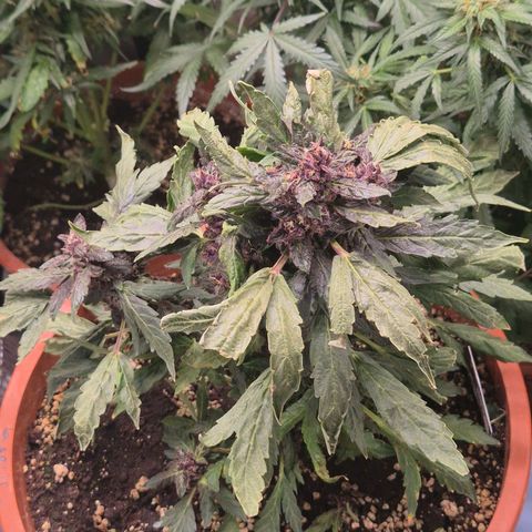 GMO COOKIES auto/zamnesia  growlog timeline photo