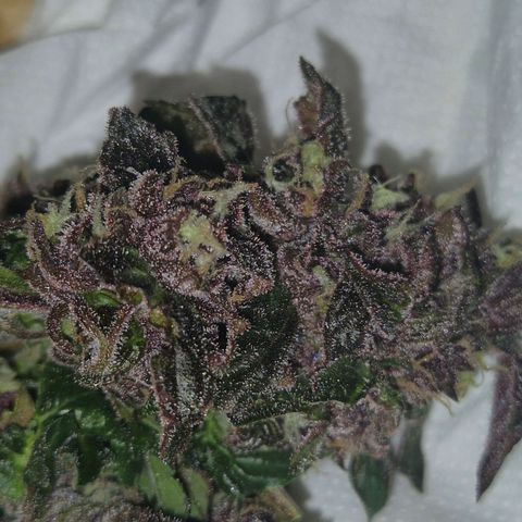 GMO COOKIES auto/zamnesia  growlog timeline photo