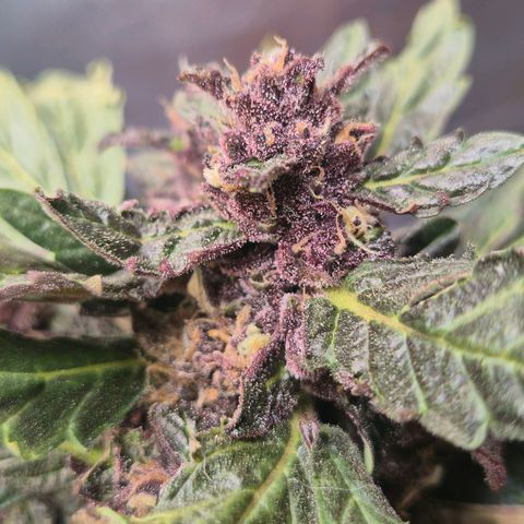 GMO COOKIES auto/zamnesia  growlog timeline photo