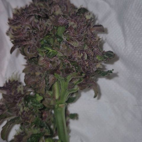 GMO COOKIES auto/zamnesia  growlog timeline photo