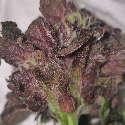 GMO COOKIES auto/zamnesia  growlog timeline photo