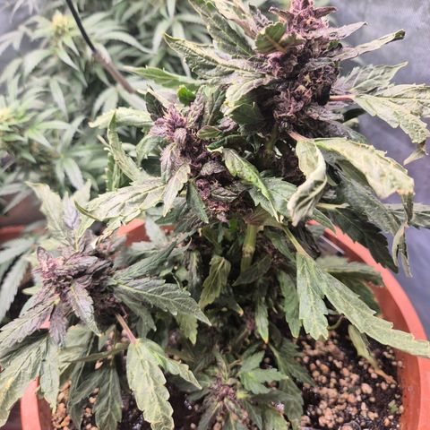 GMO COOKIES auto/zamnesia  growlog timeline photo