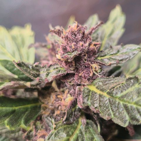 GMO COOKIES auto/zamnesia  growlog timeline photo
