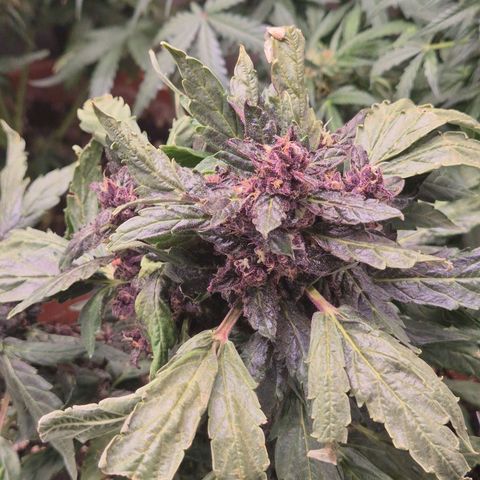 GMO COOKIES auto/zamnesia  growlog timeline photo