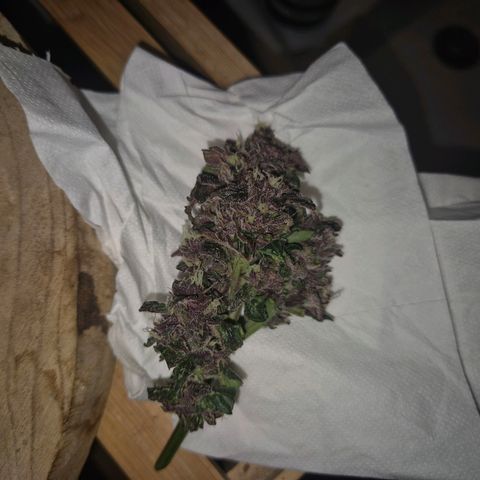 GMO COOKIES auto/zamnesia  growlog timeline photo
