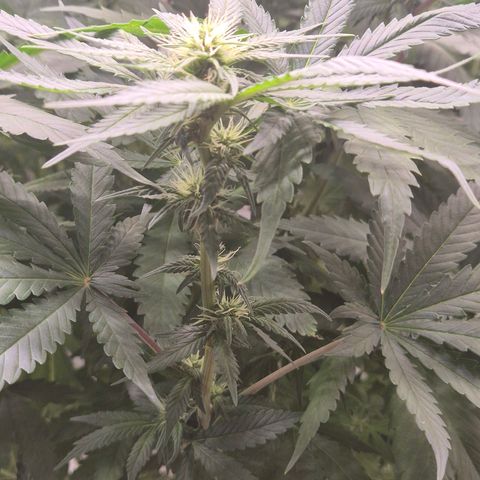 Silvi haze- silver haze (seed supplier) growlog timeline photo