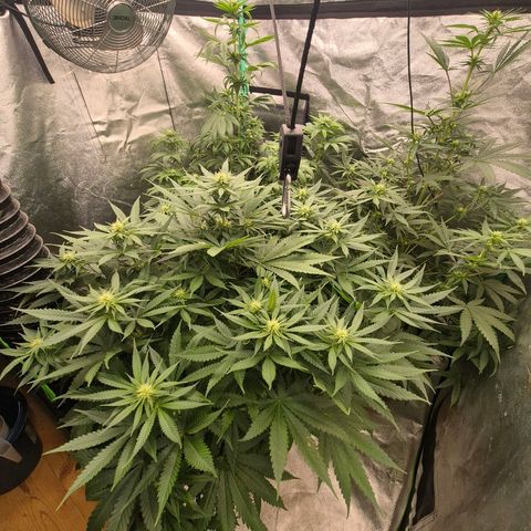 Silvi haze- silver haze (seed supplier) growlog timeline photo