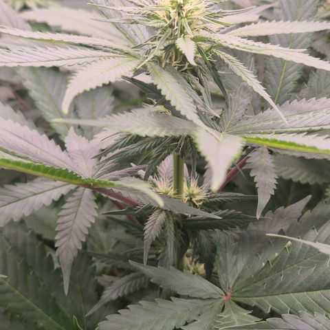 Silvi haze- silver haze (seed supplier) growlog timeline photo