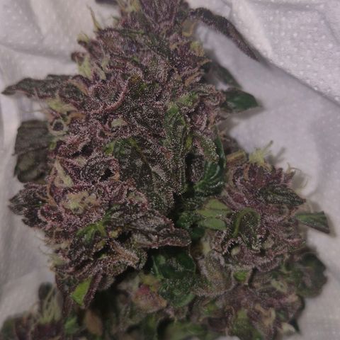 GMO COOKIES auto/zamnesia  growlog timeline photo