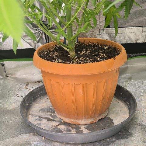 Tangerine dream ❤️ growlog timeline photo