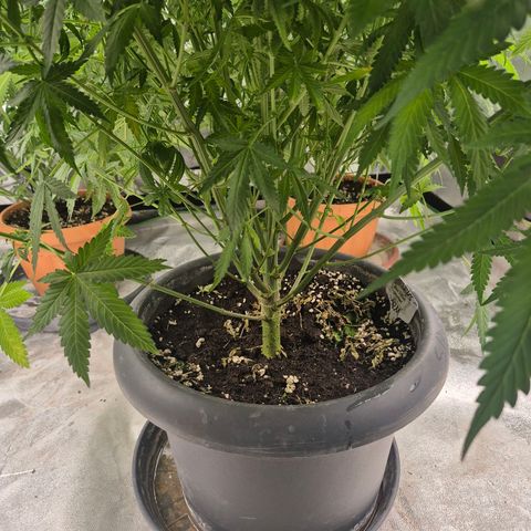 Bruci 🥰 - Bruce banner FEM - GNOMES SEEDS growlog timeline photo