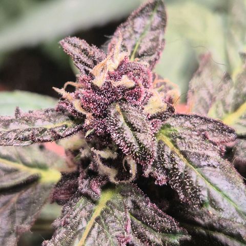GMO COOKIES auto/zamnesia  growlog timeline photo