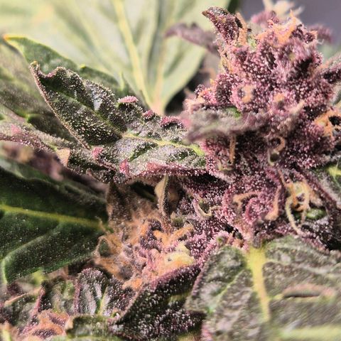 GMO COOKIES auto/zamnesia  growlog timeline photo