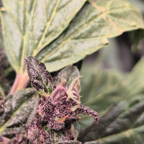 GMO COOKIES auto/zamnesia  growlog timeline photo