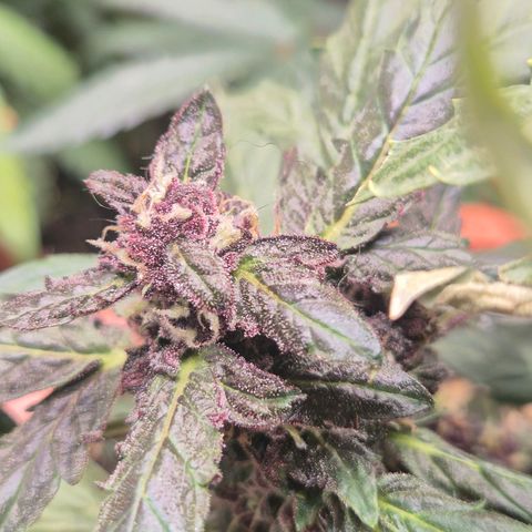 GMO COOKIES auto/zamnesia  growlog timeline photo