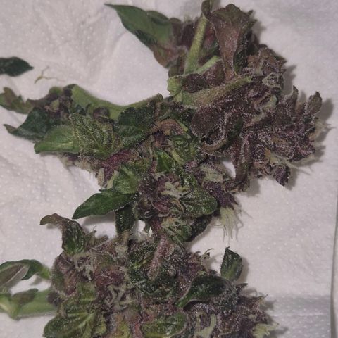 GMO COOKIES auto/zamnesia  growlog timeline photo