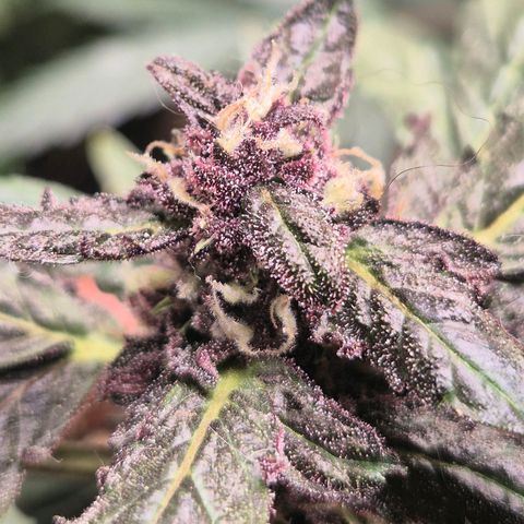 GMO COOKIES auto/zamnesia  growlog timeline photo