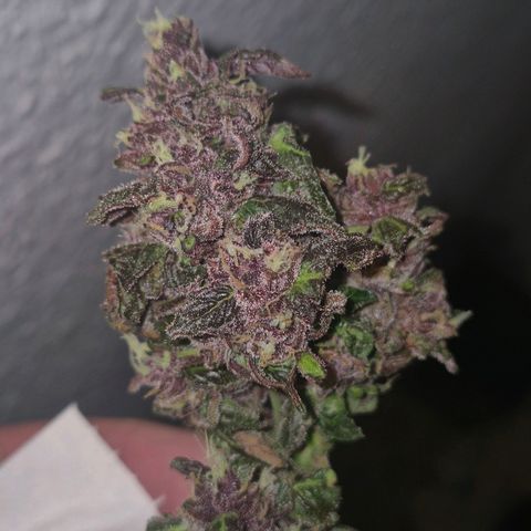 GMO COOKIES auto/zamnesia  growlog timeline photo