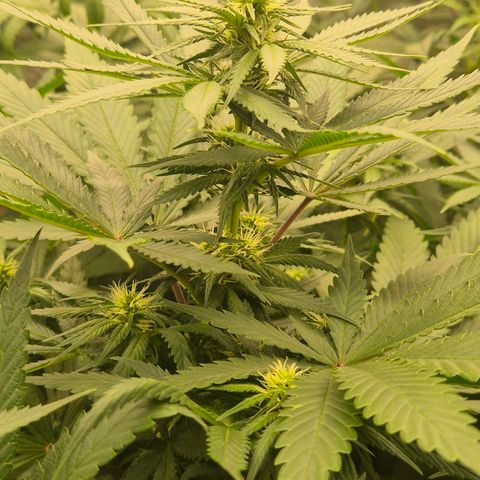 Silvi haze- silver haze (seed supplier) growlog timeline photo