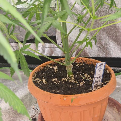 Silvi haze- silver haze (seed supplier) growlog timeline photo