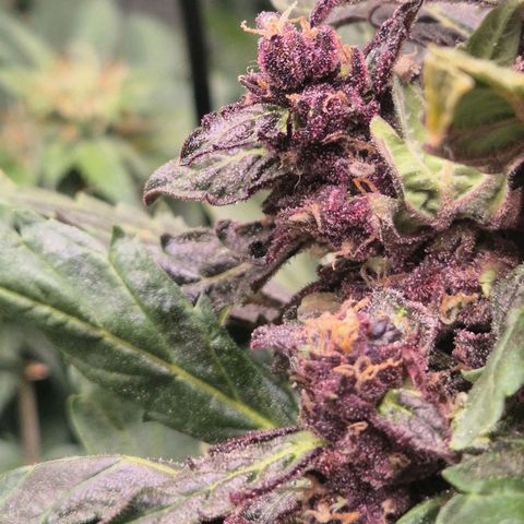 GMO COOKIES auto/zamnesia  growlog timeline photo