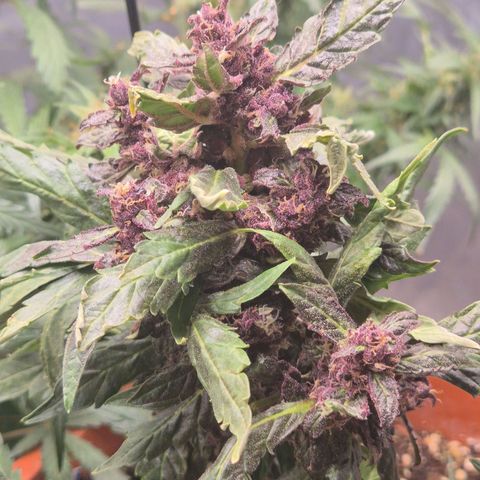 GMO COOKIES auto/zamnesia  growlog timeline photo