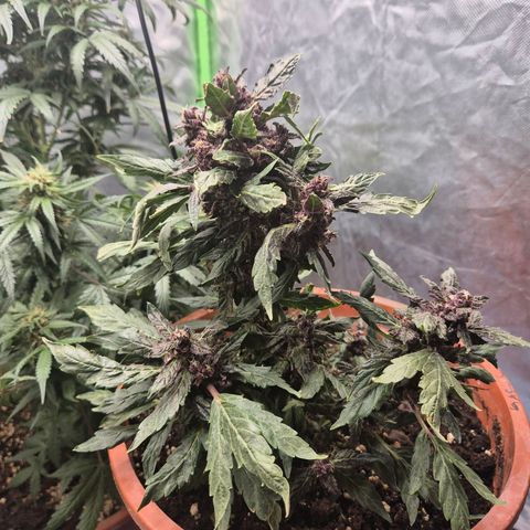 GMO COOKIES auto/zamnesia  growlog timeline photo