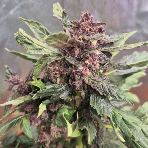 GMO COOKIES auto/zamnesia  growlog timeline photo
