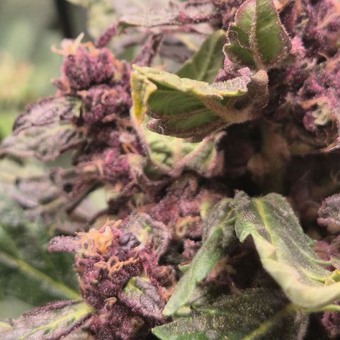 GMO COOKIES auto/zamnesia  growlog timeline photo