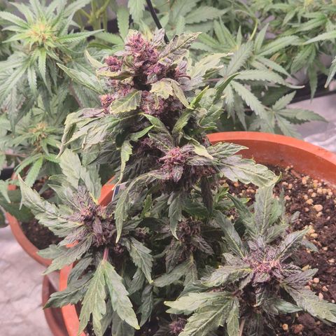 GMO COOKIES auto/zamnesia  growlog timeline photo