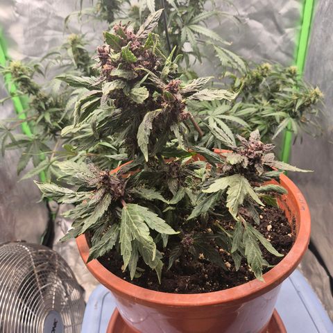 GMO COOKIES auto/zamnesia  growlog timeline photo