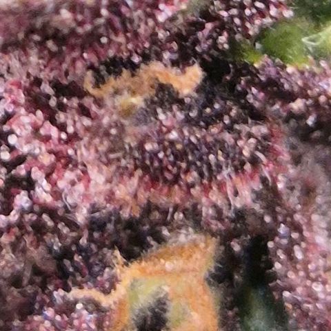 GMO COOKIES auto/zamnesia  growlog timeline photo