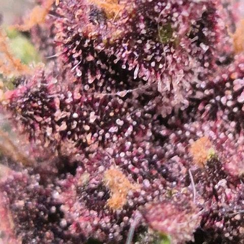 GMO COOKIES auto/zamnesia  growlog timeline photo