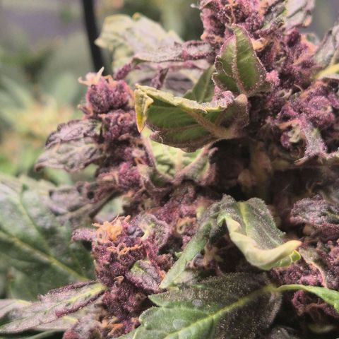 GMO COOKIES auto/zamnesia  growlog timeline photo