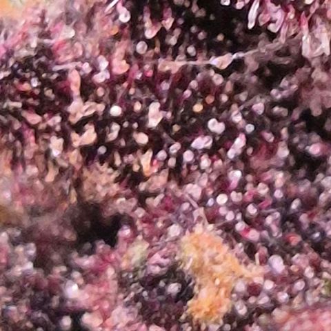 GMO COOKIES auto/zamnesia  growlog timeline photo