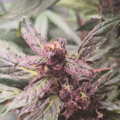GMO COOKIES auto/zamnesia  growlog timeline photo