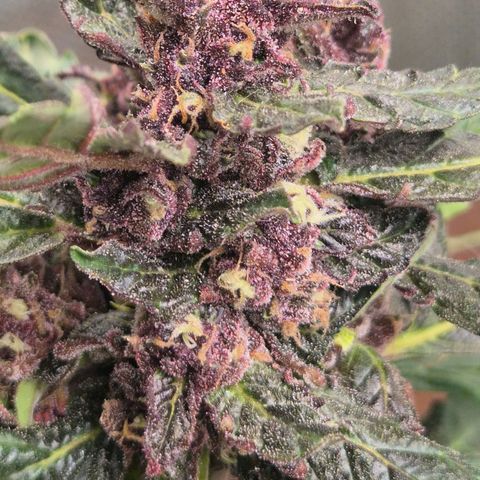 GMO COOKIES auto/zamnesia  growlog timeline photo