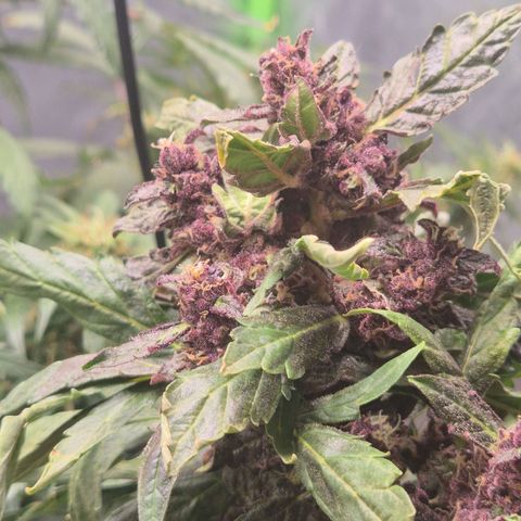 GMO COOKIES auto/zamnesia  growlog timeline photo