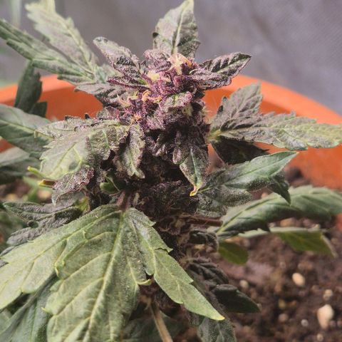 GMO COOKIES auto/zamnesia  growlog timeline photo