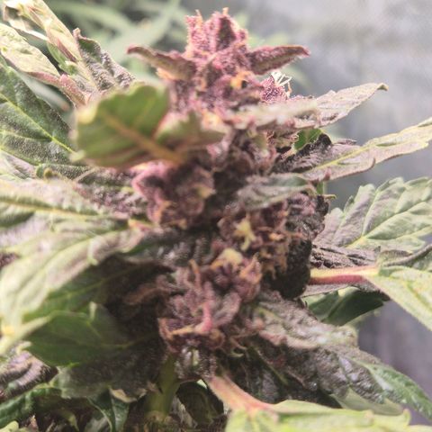 GMO COOKIES auto/zamnesia  growlog timeline photo