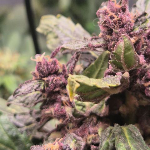 GMO COOKIES auto/zamnesia  growlog timeline photo