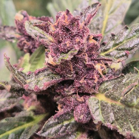 GMO COOKIES auto/zamnesia  growlog timeline photo