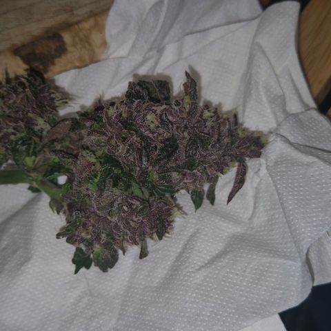 GMO COOKIES auto/zamnesia  growlog timeline photo