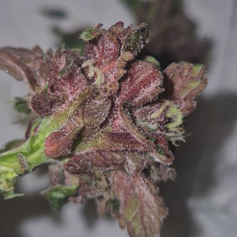 GMO COOKIES auto/zamnesia  growlog timeline photo