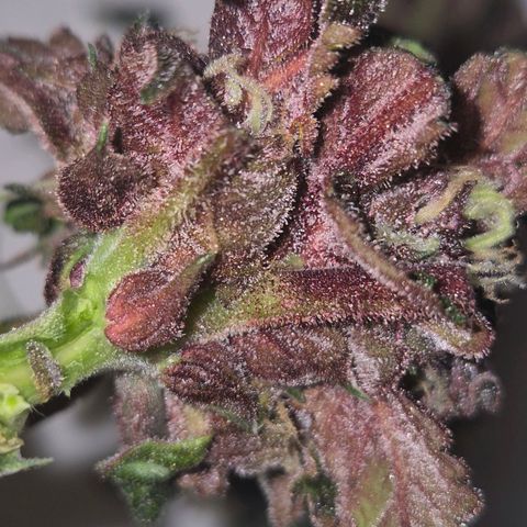 GMO COOKIES auto/zamnesia  growlog timeline photo
