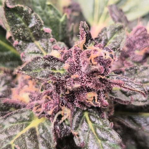 GMO COOKIES auto/zamnesia  growlog timeline photo